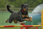 Canine Event Photography